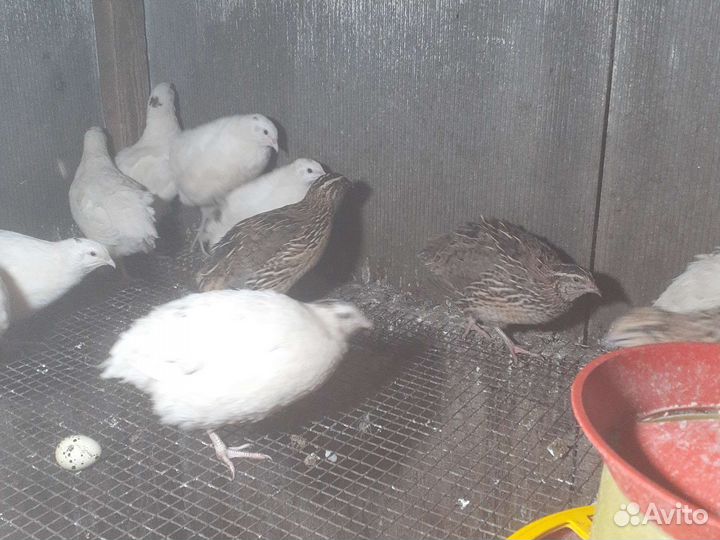 Перепелки несушки