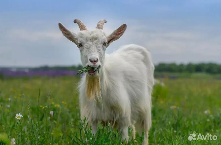 Коза, козел, козлята