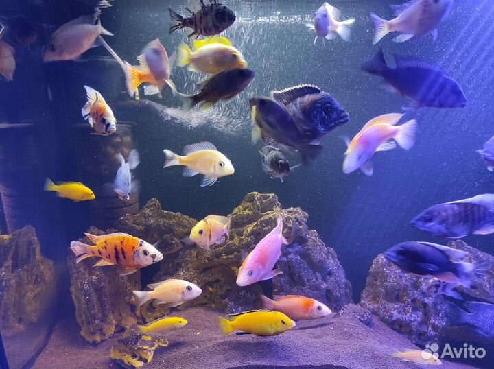 Малавийские цихлиды