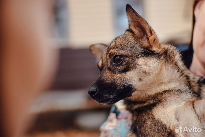 Маленькая добрая собака