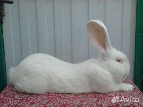 Кролики породы Бельгийский Великан, Полтавское Сер