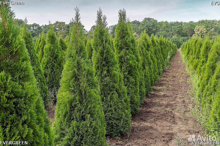 Туи брабант