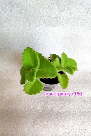 Плектрантусы сортовые