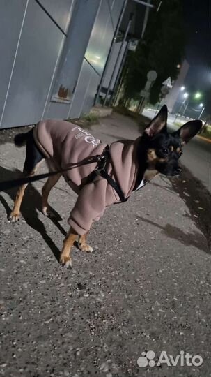 Русский той-терьер