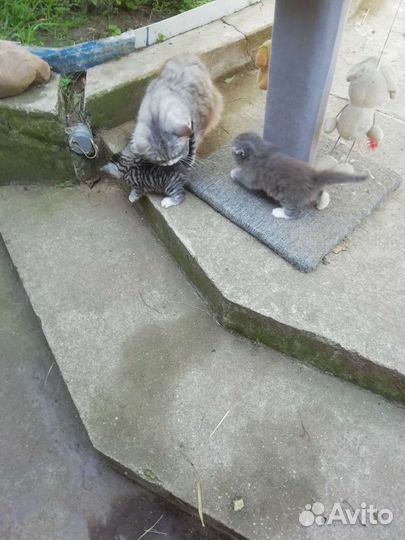 Котенок в дар бесплатно