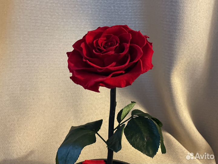 Живая вечная роза в стеклянной колбе