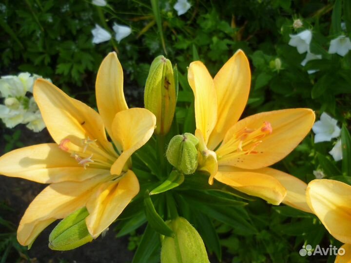 Лилии гибридные