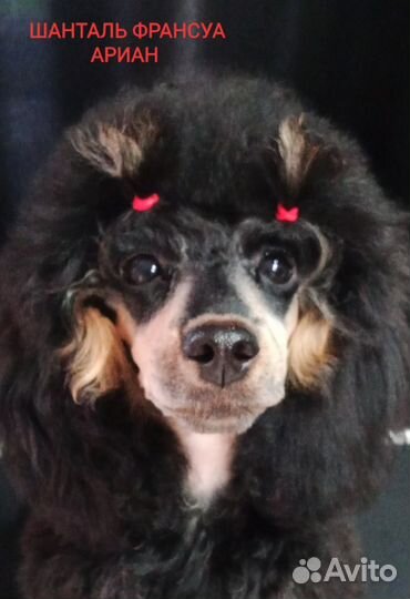 Пудель phantom