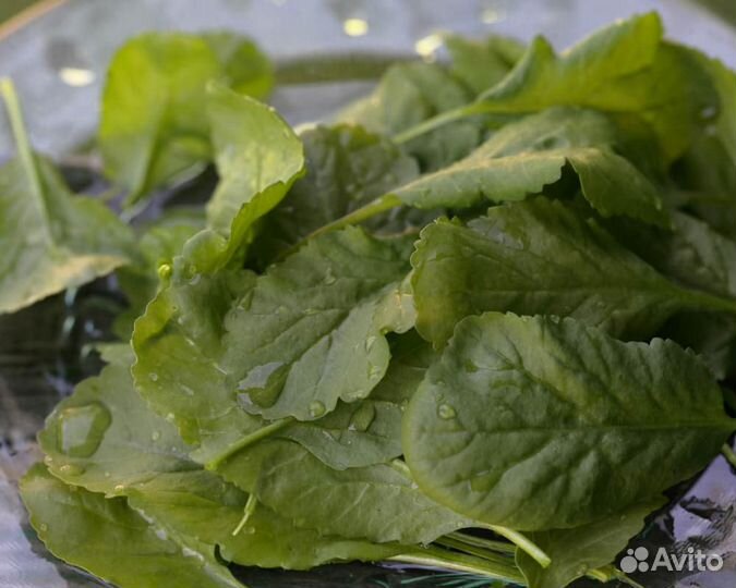 Семена Кресс-Салата 