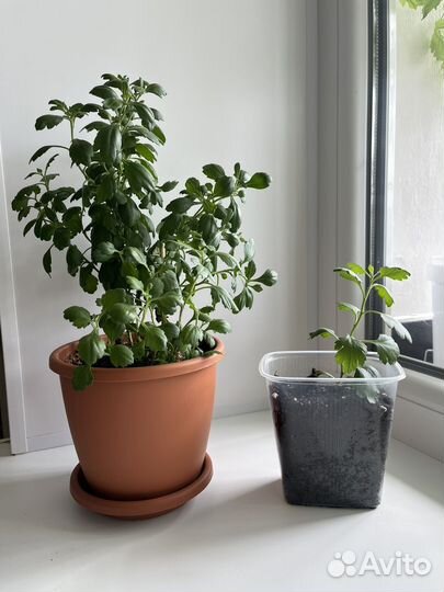 Хризантема