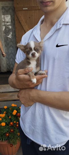 Чихуахуа мальчик