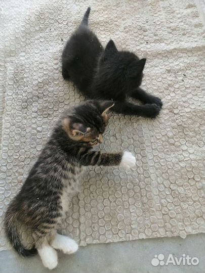 Котики в добрые руки бесплатно