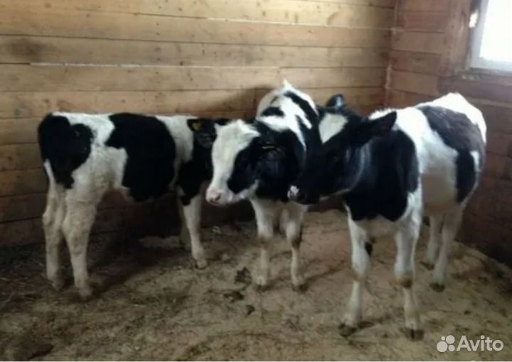Бычки телята