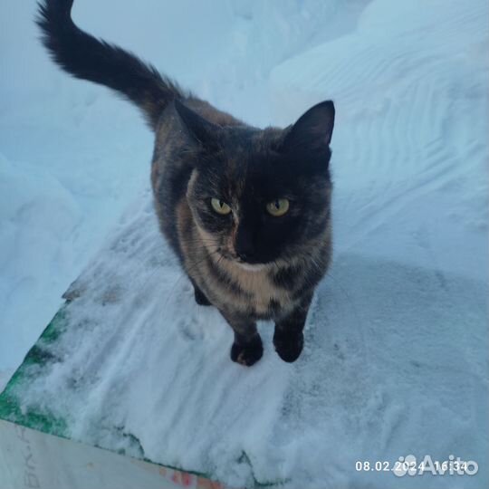 Кошки бесплатно