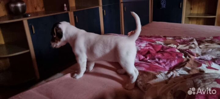 Щенок джек рассел терьер гладкошорсные