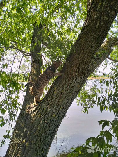 Вязка Бенгал