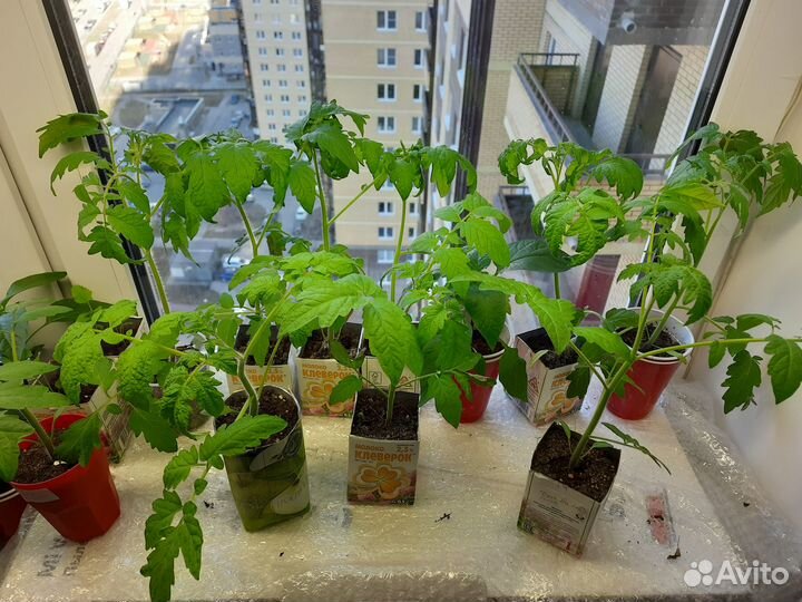 Рассада перцев и помидор