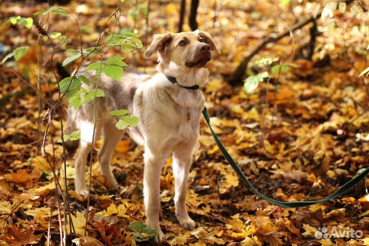 Лис в поисках хозяев (см. видео)