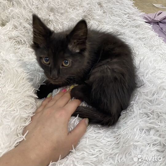 Котенок ищет семью