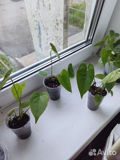 Антуриум крупный цветок детки