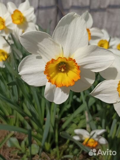 Зелень свежая петрушка, щавель, мята