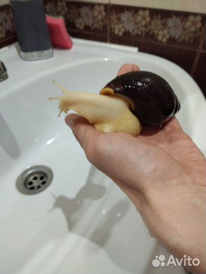 Улитки ахатины бесплатно