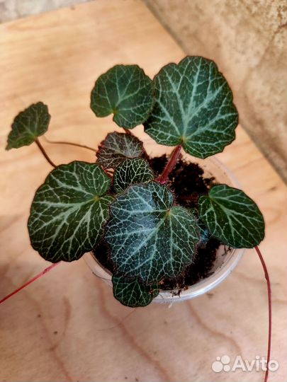 Комнатные разные. Цены в описании