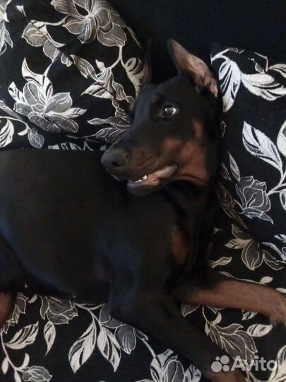 Доберман(вязка)