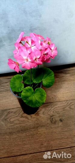 Герань розовая
