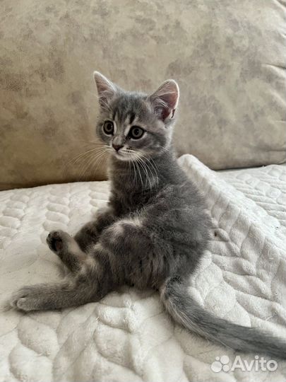 Британские котята табби