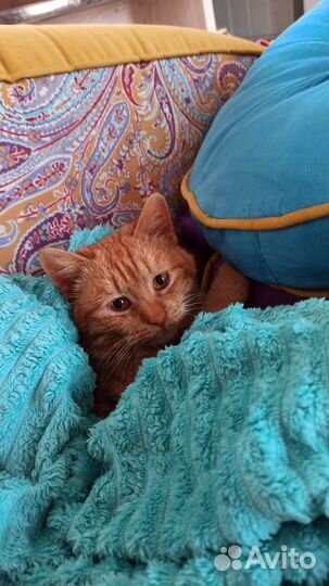 Рыжий котик