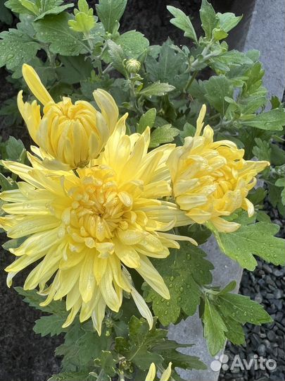 Хризантемы