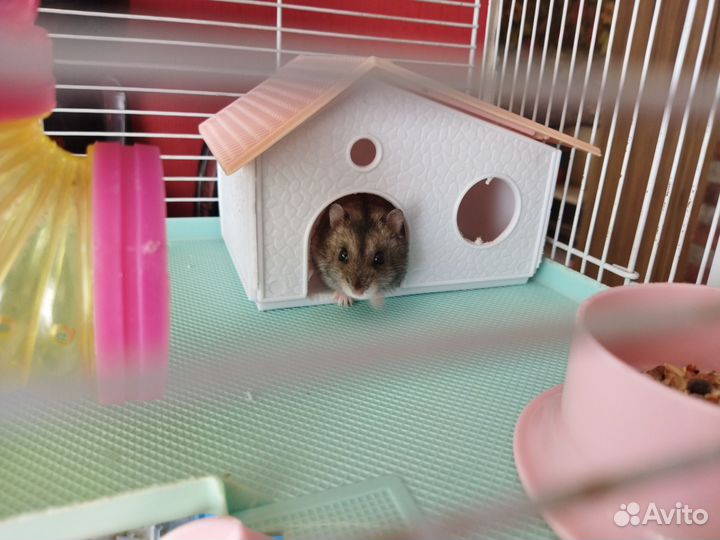 Джунгарские хомяки с клеткой