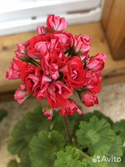 Пеларгония герань