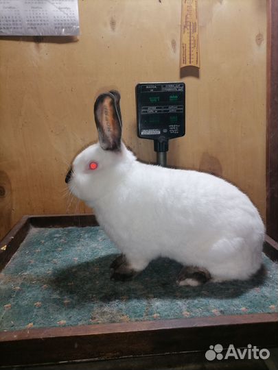 Кролики Калифорнийской породы