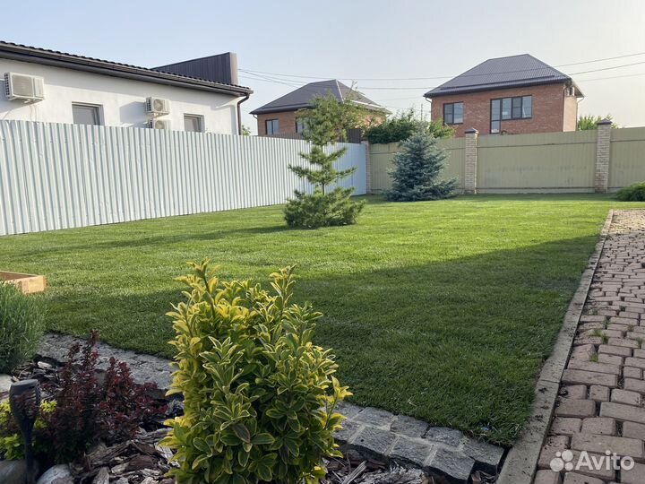 Газонная трава