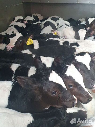 Бычки телята