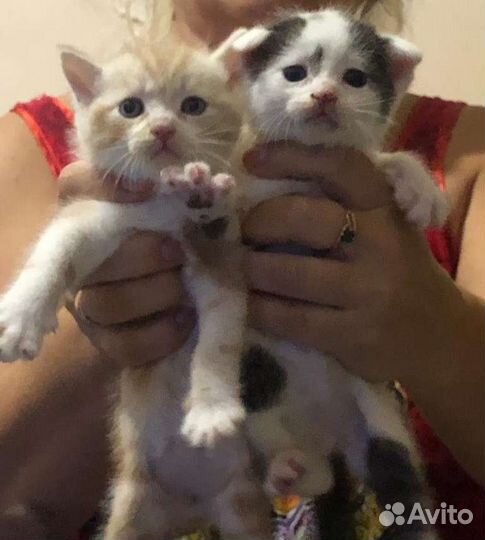 Кошка в дар