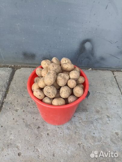 Картофель семенной