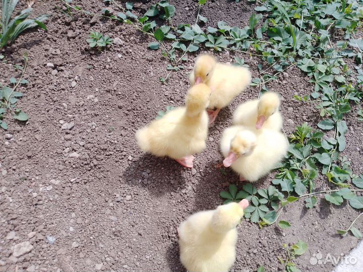 Инкубационное яйцо гусиное