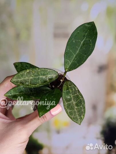 Хойи сортовые