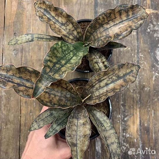 Сансевиерии Стар каньон гранит, Йелоу стоун