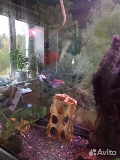 Аквариум