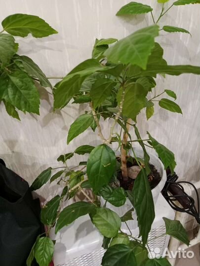 Комнатные цветы