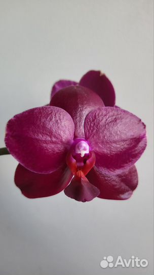 Орхидея фаленопсис