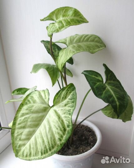 Сингониум White Butterfly (баттерфляй) - детка