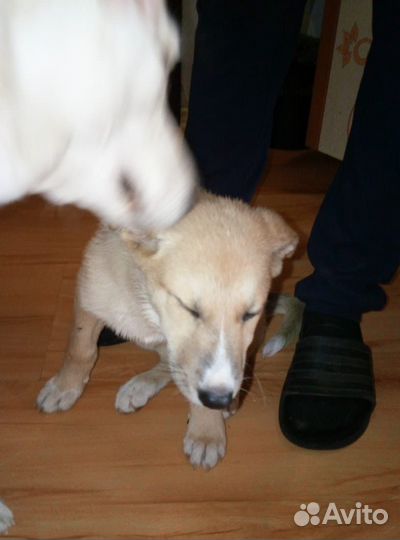 Отдам в добрые руки