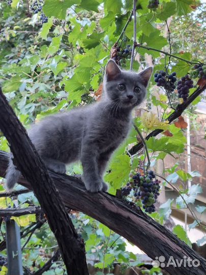 Котята в добрые руки бесплатно