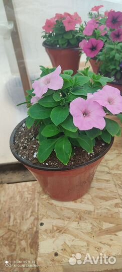 Петуния в подвесных кашпо в наличии мало