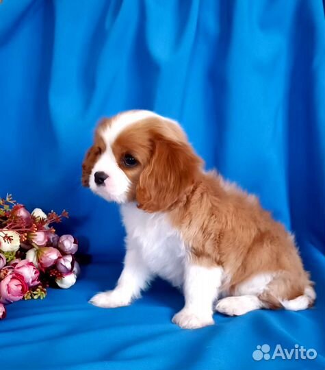 Кавалер Кинг Чарльз спаниель девочка